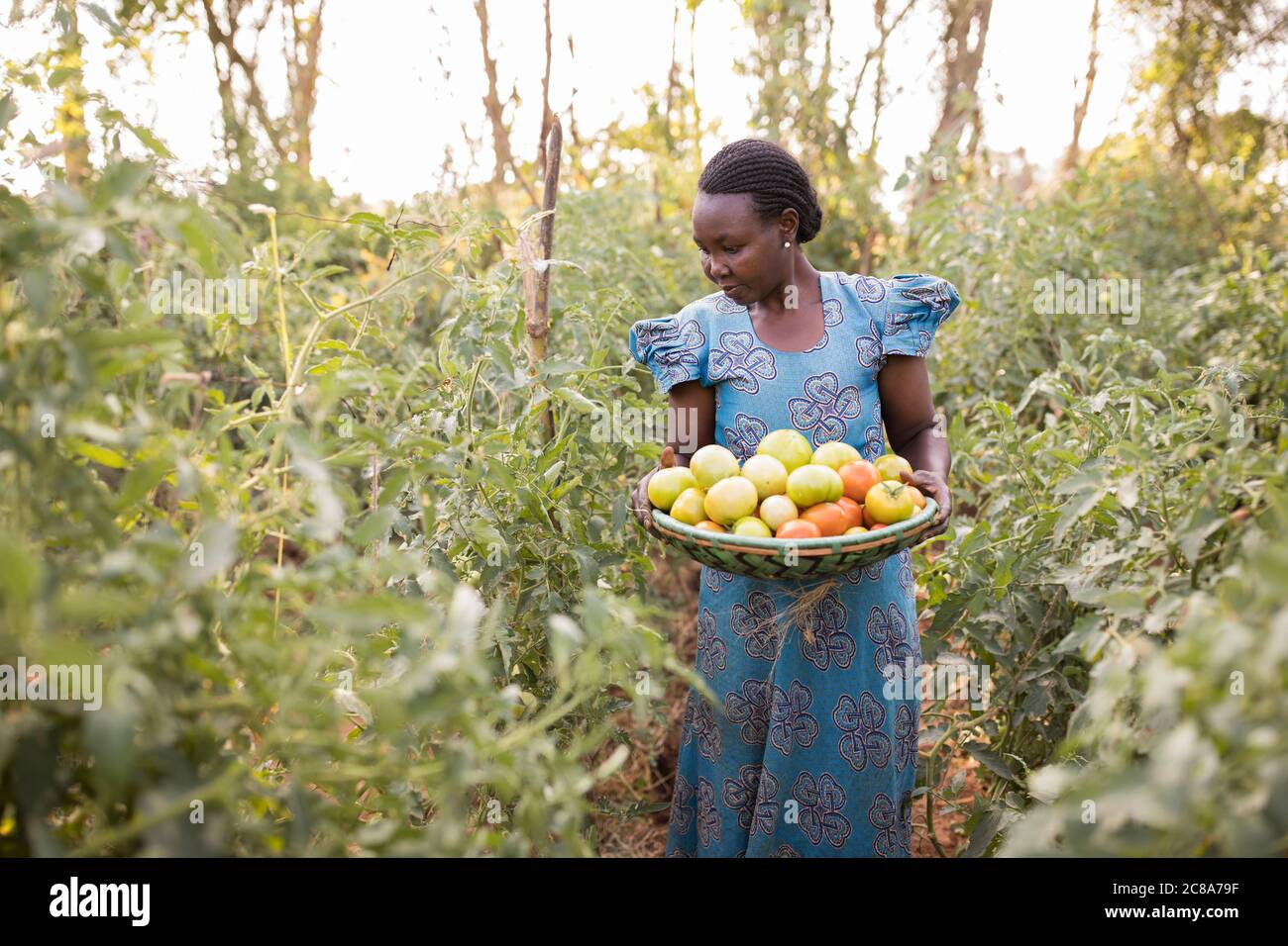 Una piccola azienda agricola donna raccoglie pomodori nella sua azienda di allevamento nella contea di Makueni, Kenya, Africa orientale. Foto Stock