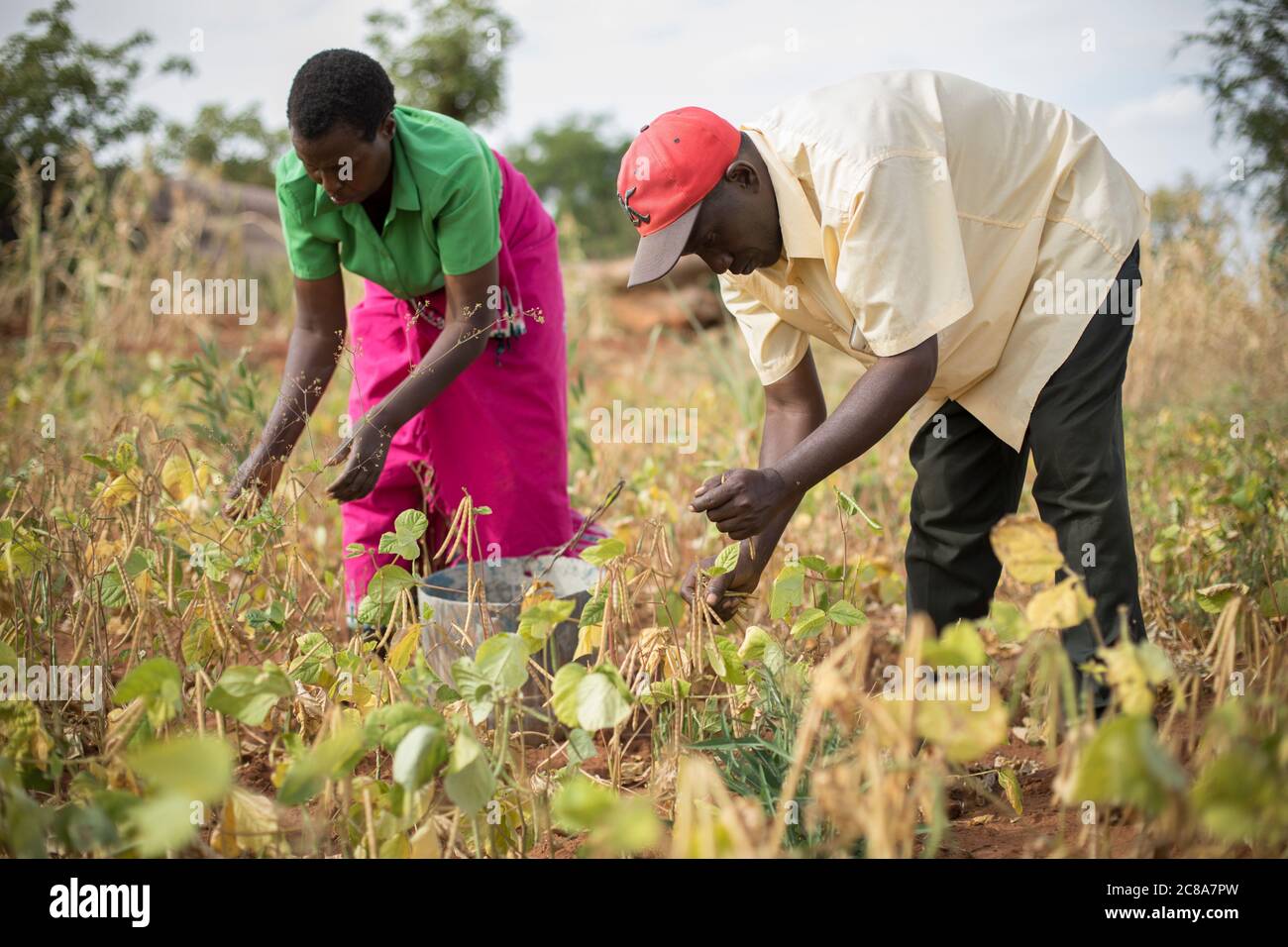 Un marito e una moglie lavorano insieme per raccogliere fagioli mungo nella loro fattoria nella contea di Makueni, Kenya, Africa orientale. Foto Stock