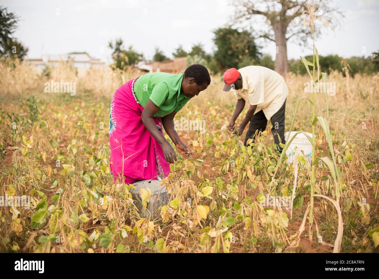 Un marito e una moglie lavorano insieme per raccogliere fagioli mungo nella loro fattoria nella contea di Makueni, Kenya, Africa orientale. Foto Stock