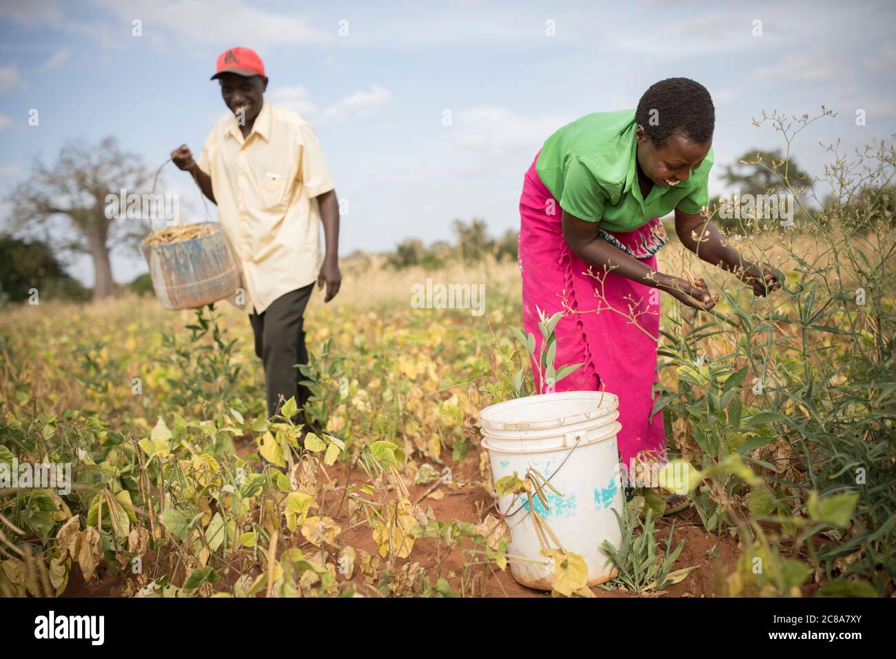 Un marito e una moglie lavorano insieme per raccogliere fagioli mungo nella loro fattoria nella contea di Makueni, Kenya, Africa orientale. Foto Stock