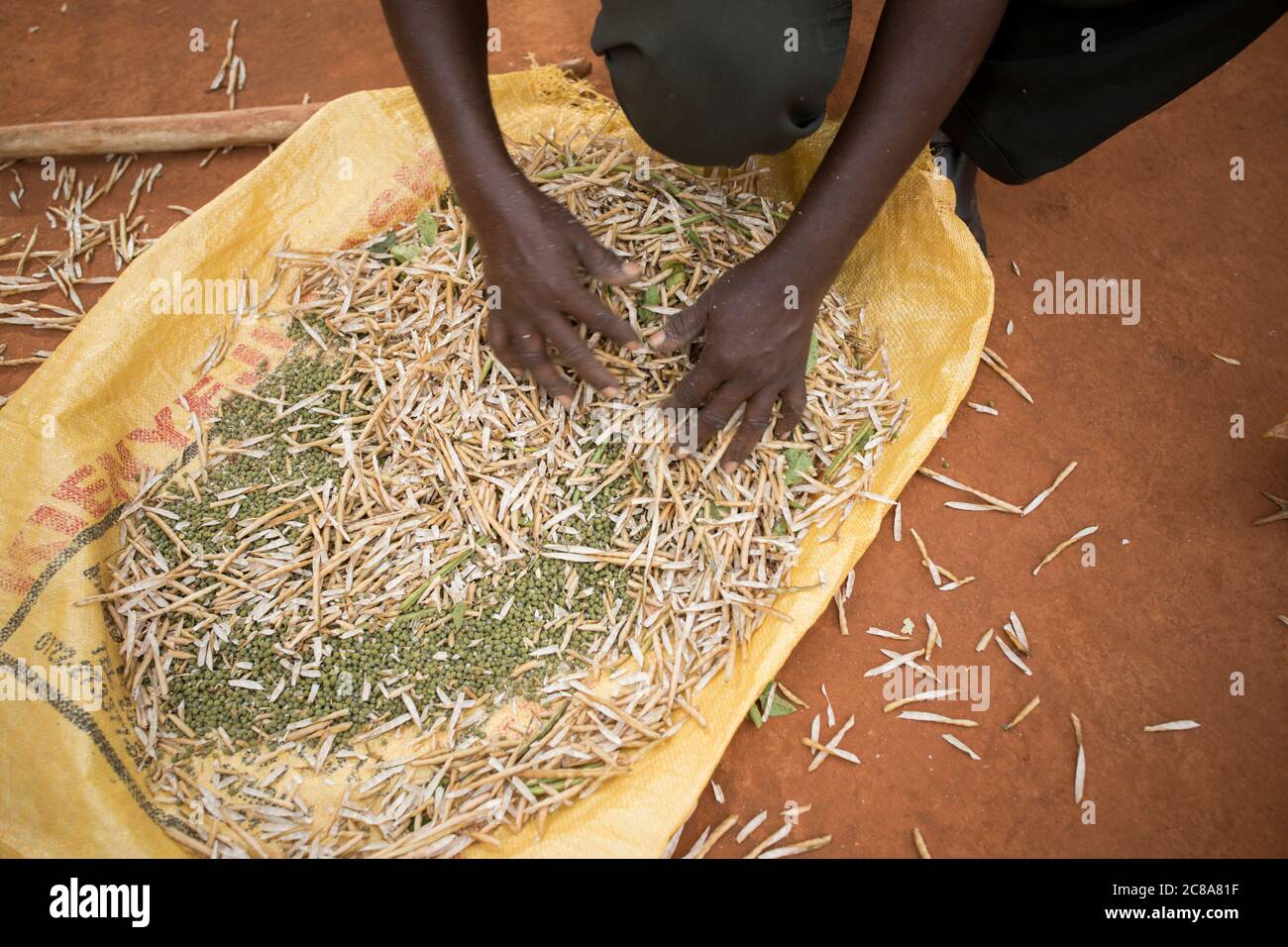 La trebbiatura dei fagioli mungo (aka grammo verde) è eseguita con un picching da un bastone forte nella contea di Makueni, Kenia, Africa orientale. Foto Stock