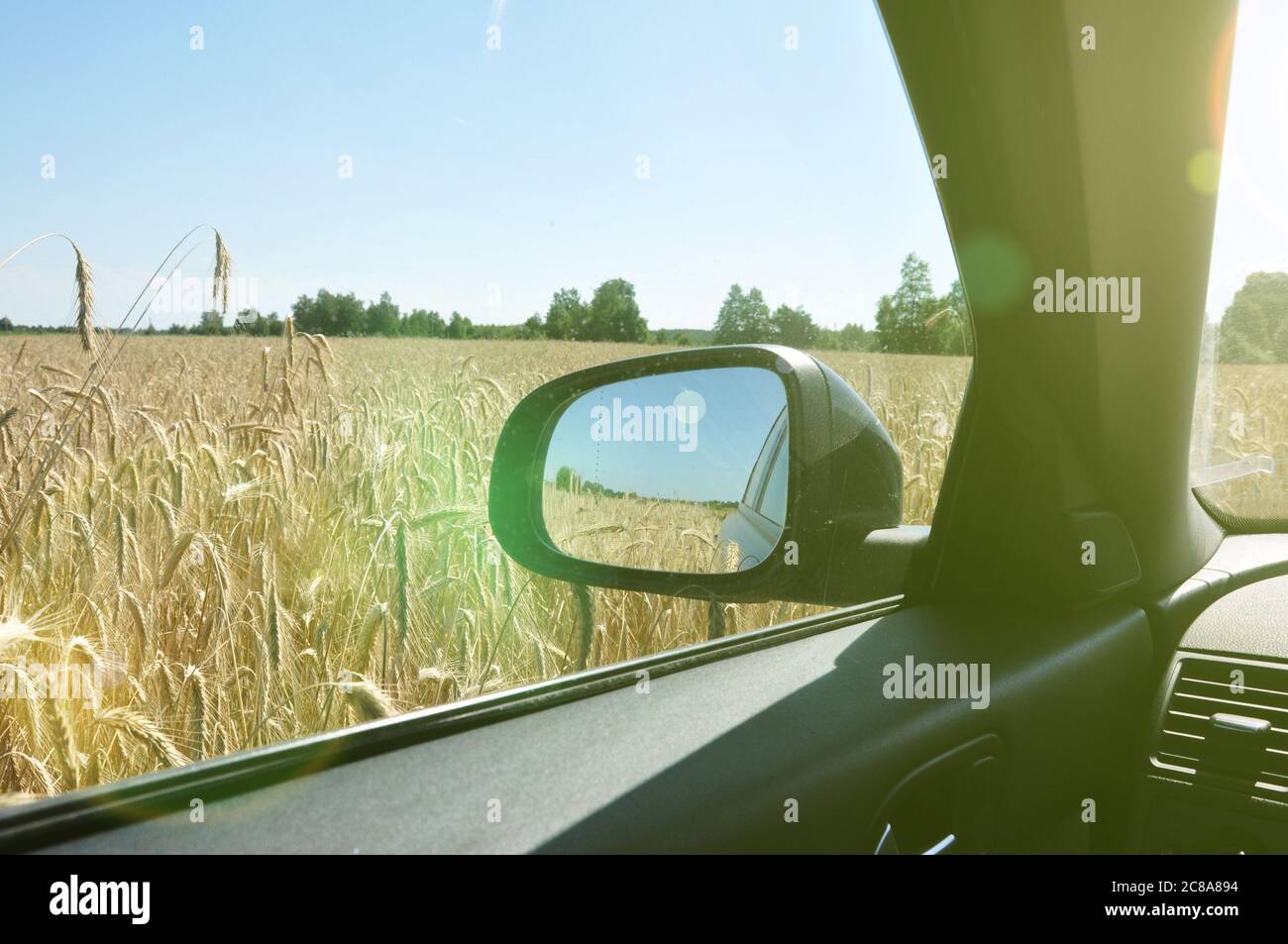 Vista del campo di segale dall'interno della vettura. Foto Stock