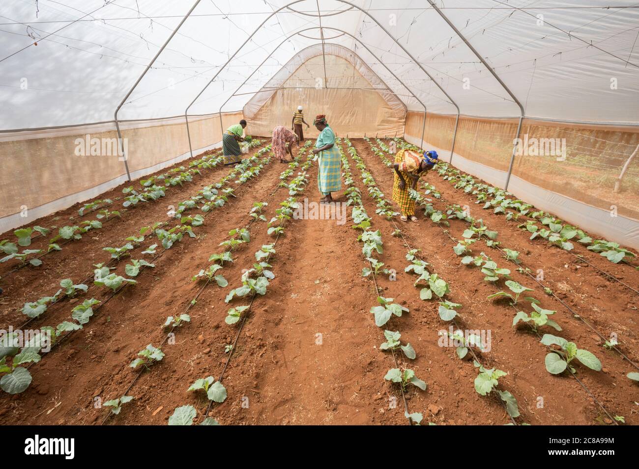 I membri di una cooperativa di donne coltivano verdure verdi in una serra nella contea di Makueni, Kenya, Africa orientale. Foto Stock