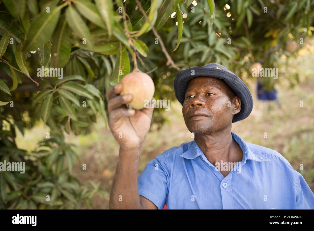 Un coltivatore di frutta raccoglie i manga dal suo frutteto nella sua fattoria in Kenya, Africa orientale. Foto Stock