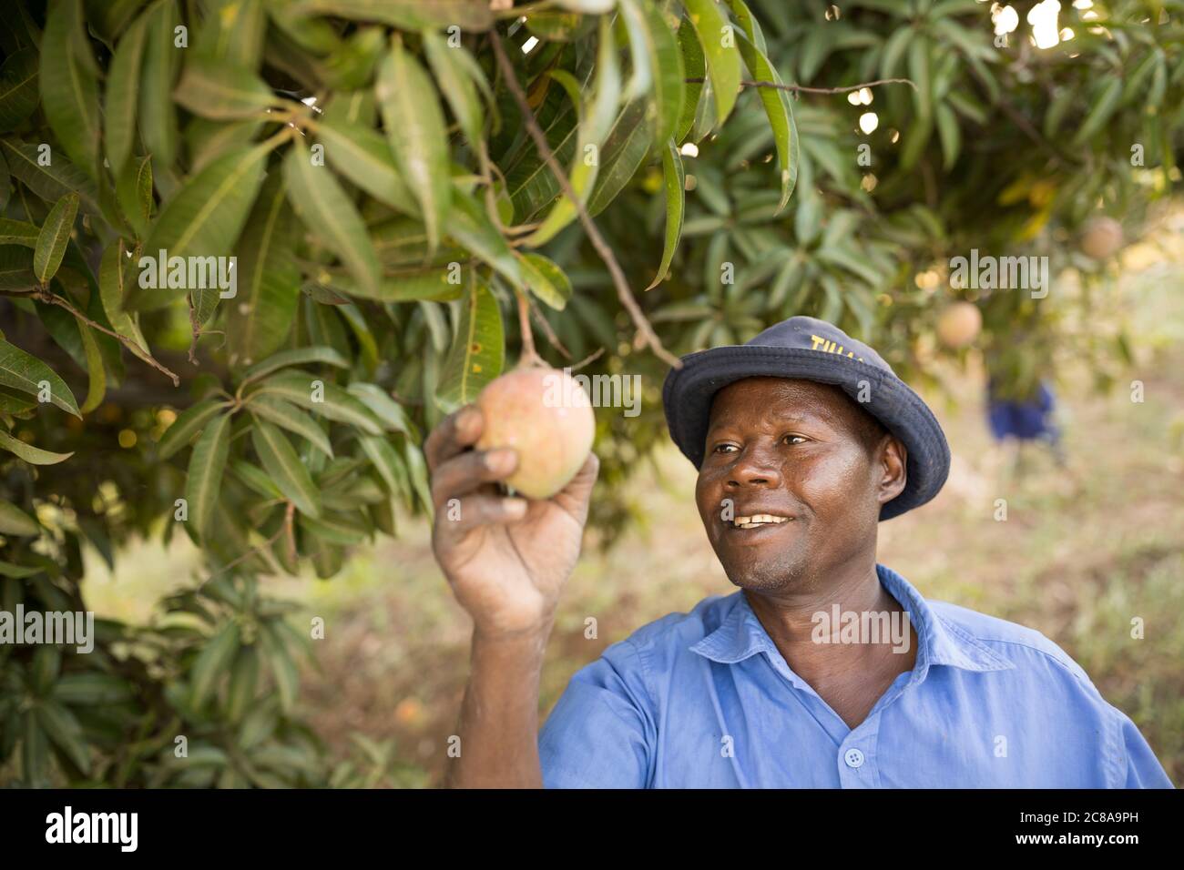 Un coltivatore di frutta raccoglie i manga dal suo frutteto nella sua fattoria in Kenya, Africa orientale. Foto Stock