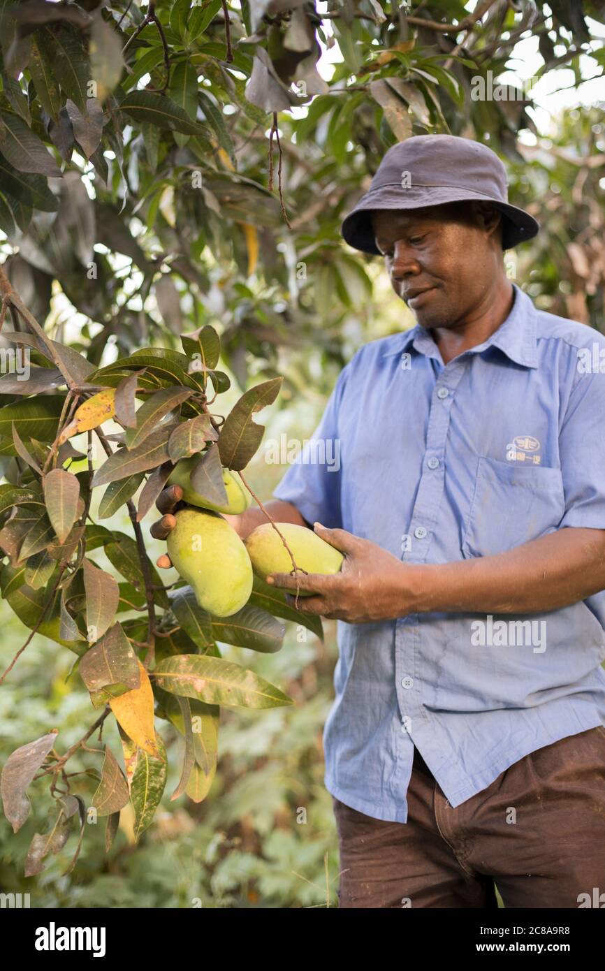 Un coltivatore di frutta raccoglie i manga dal suo frutteto nella sua fattoria in Kenya, Africa orientale. Foto Stock