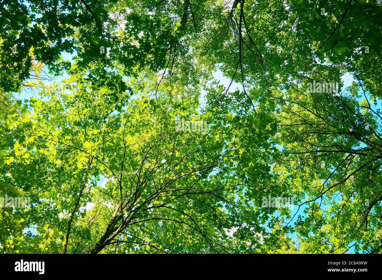 Il fogliame degli alberi contro il cielo blu. Foto Stock