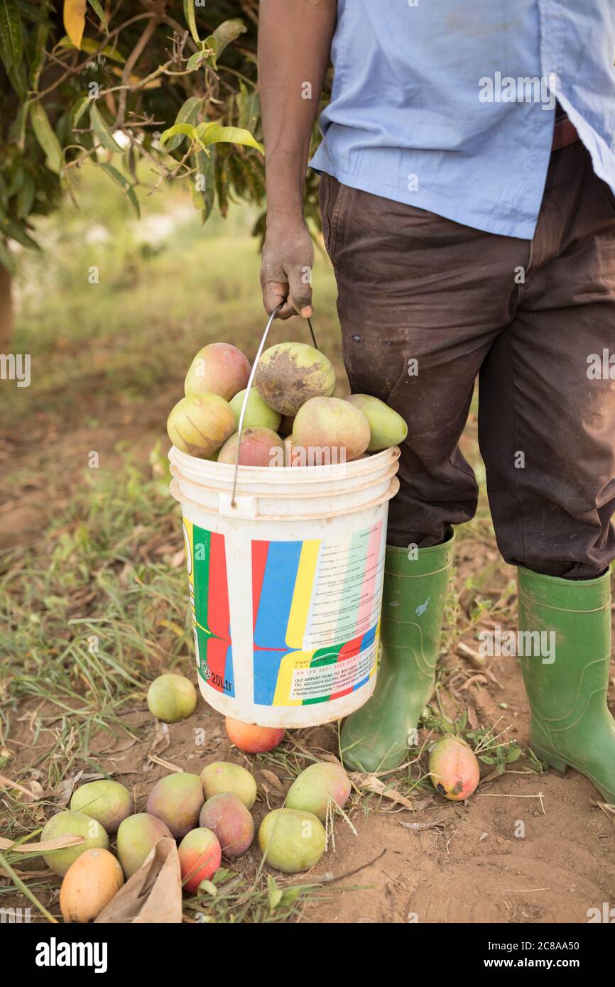 Un agricoltore raccoglie i mango che ha raccolto sul suo frutteto di alberi di mango nella contea di Makueni, Kenya, Africa orientale. Foto Stock