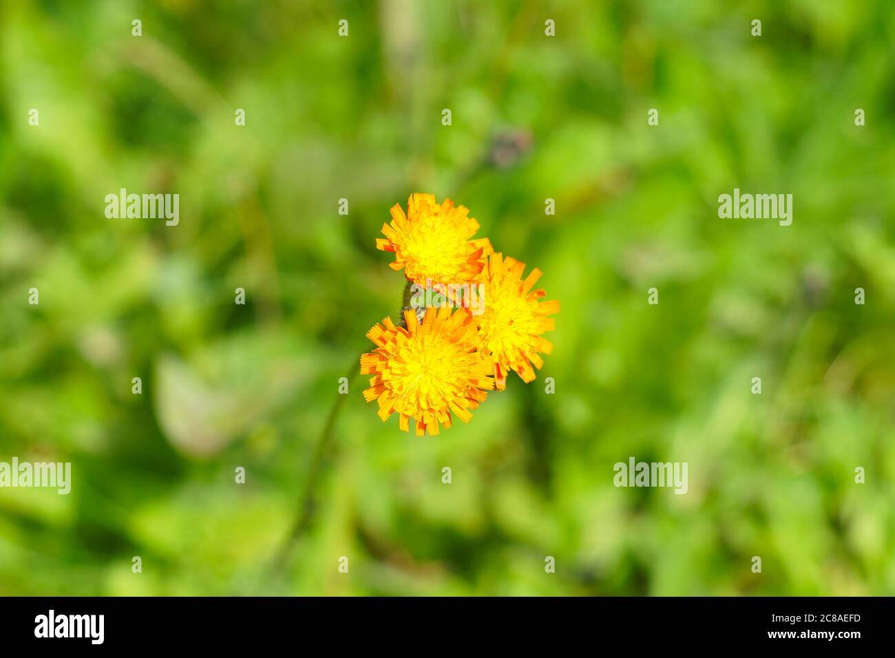 L'erba d'arancia (Pilosella aurantiaca) conosciuta anche come volpe e cubetti, un fiore selvatico arancione originario dell'Europa centrale e meridionale. Simile a dente di leone. Foto Stock