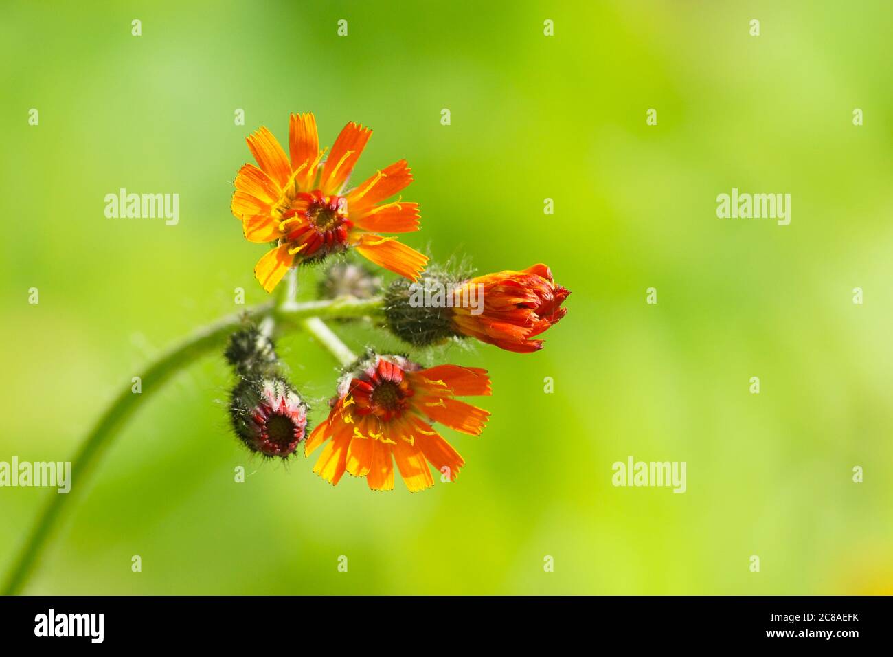 L'erba d'arancia (Pilosella aurantiaca) conosciuta anche come volpe e cubetti, un fiore selvatico arancione originario dell'Europa centrale e meridionale. Simile a dente di leone. Foto Stock