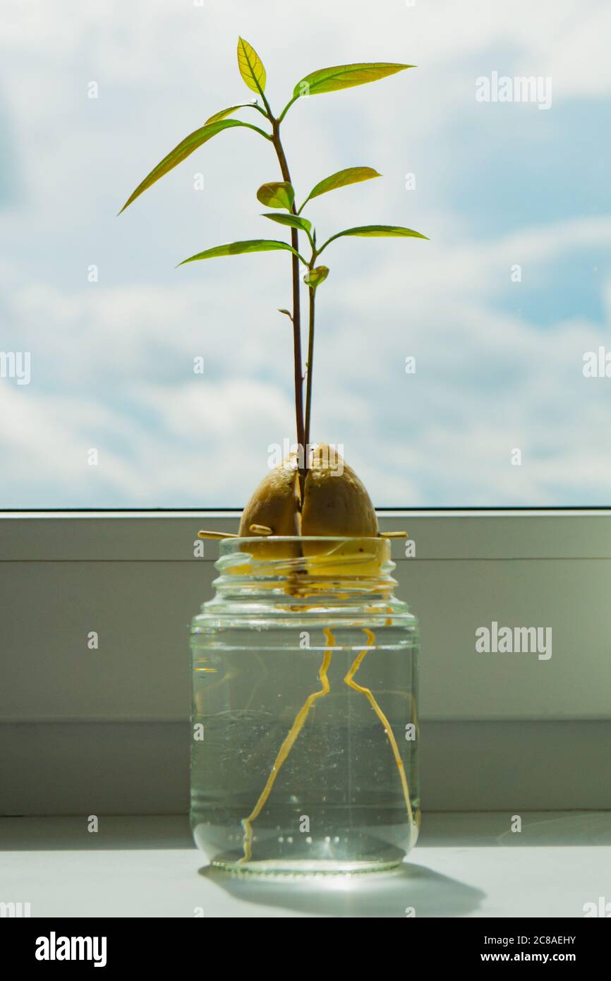 Un avocado che si savola coltivando all'interno da un seme, essendo tenuto in un bicchiere d'acqua. Foto Stock