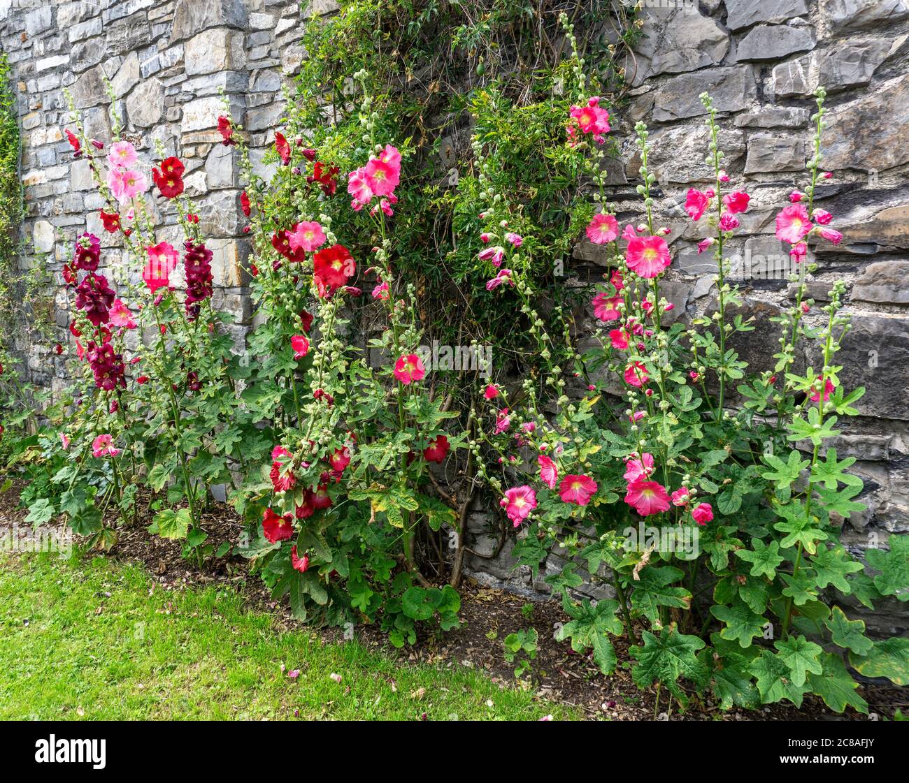 Un gruppo colorato di fiori di hollyhock che cresce contro un vecchio muro di mattoni a Dublino, Irlanda. Foto Stock