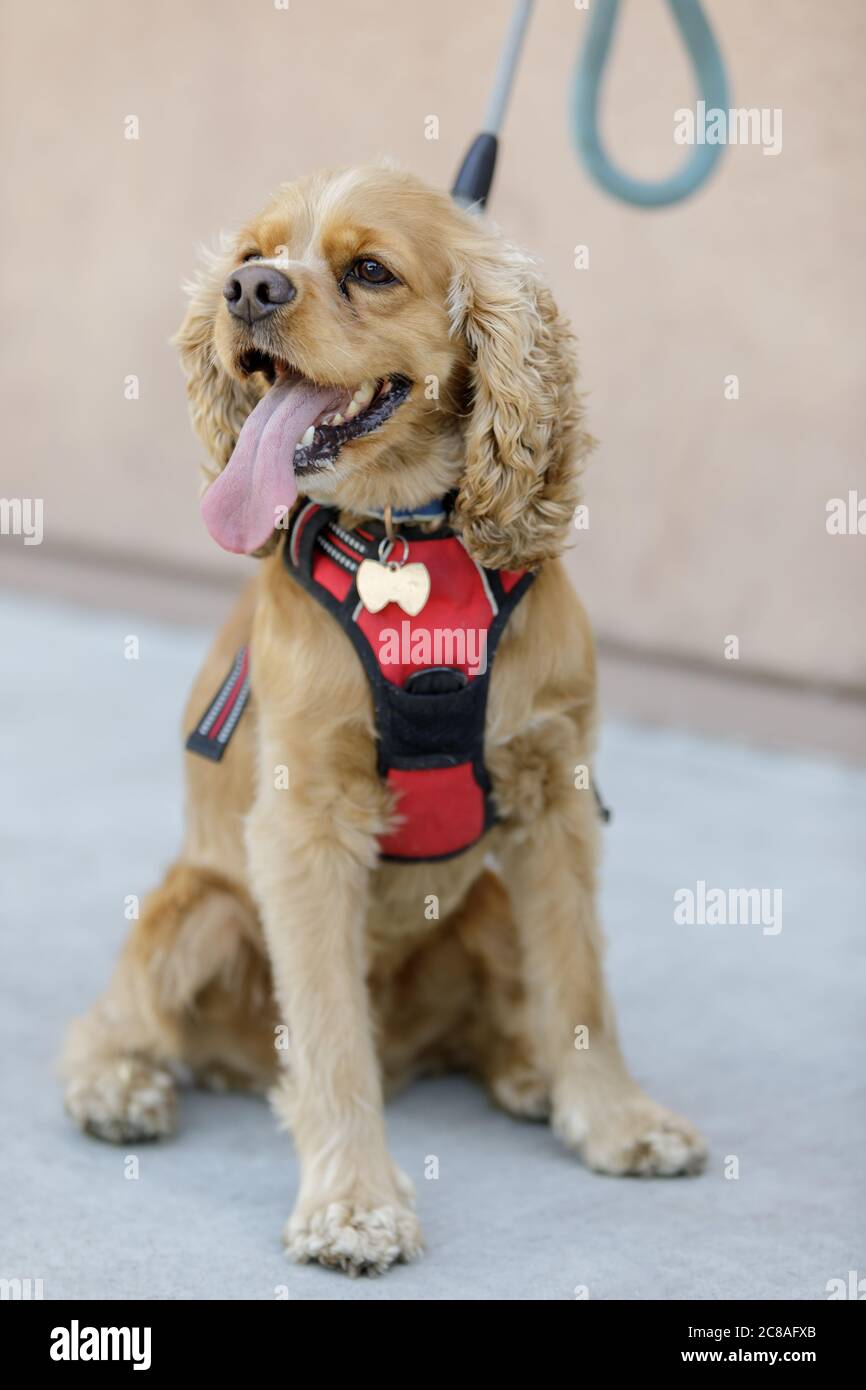 Americano Cocker spagnolo Puppy seduta e ansing Foto Stock