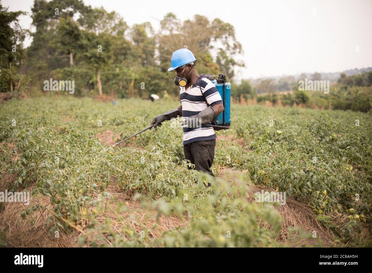 Un piccolo agricoltore spruzza il suo campo di pomodori con pesticidi di qualità da un'irroratrice a zaino nella sua azienda agricola nel distretto di Rakai, Uganda, Africa orientale. Foto Stock