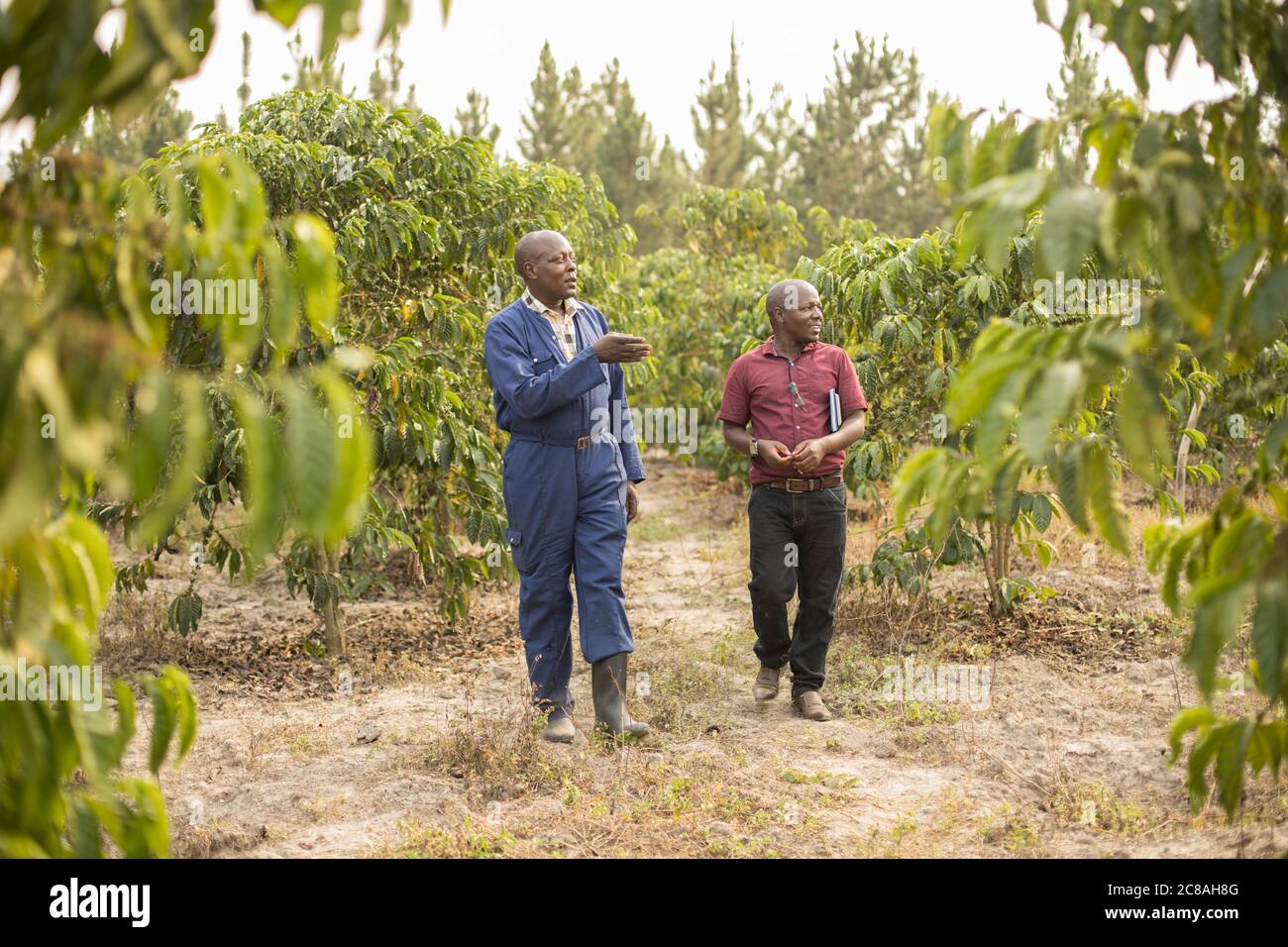 Un lavoratore agricolo di estensione consiglia un piccolo agricoltore sulle migliori pratiche agricole nella sua fattoria di caffè nel distretto di Rakai, Uganda, Africa. Foto Stock