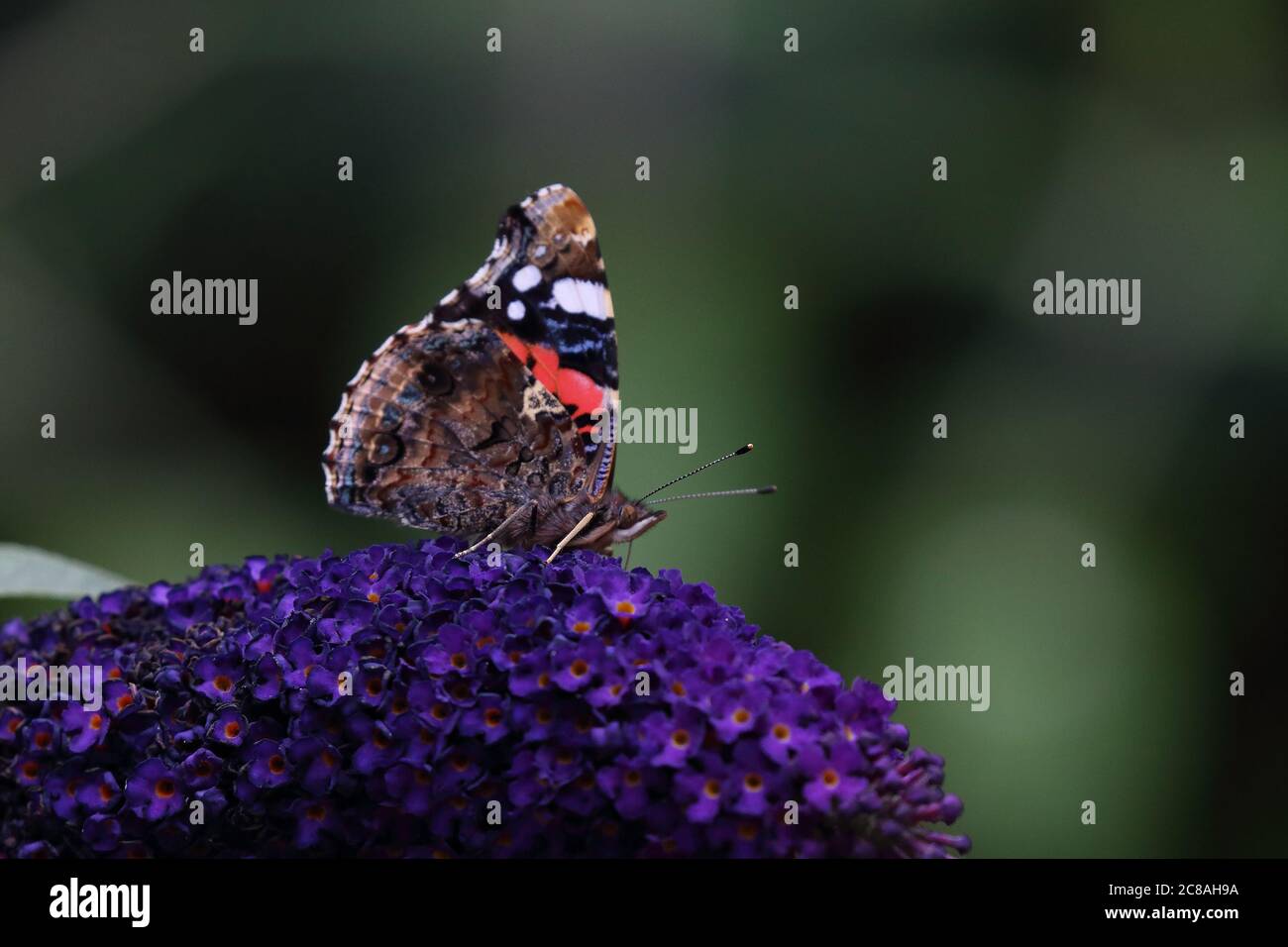 Ammiraglio rosso che si nuda alla Buddleia Foto Stock