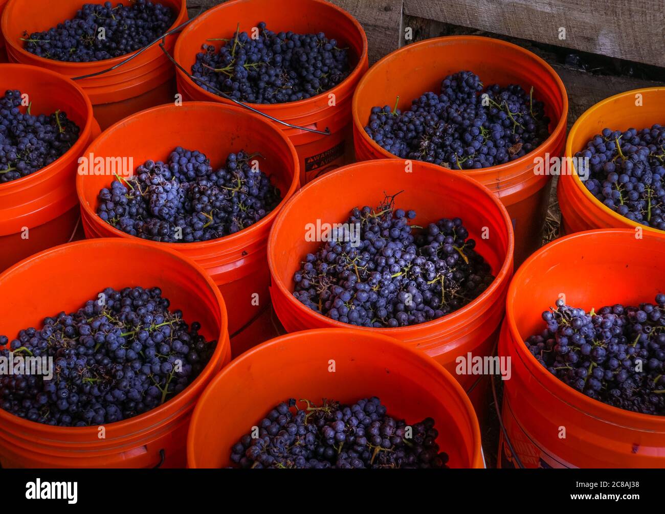 Secchi di uva Foto Stock