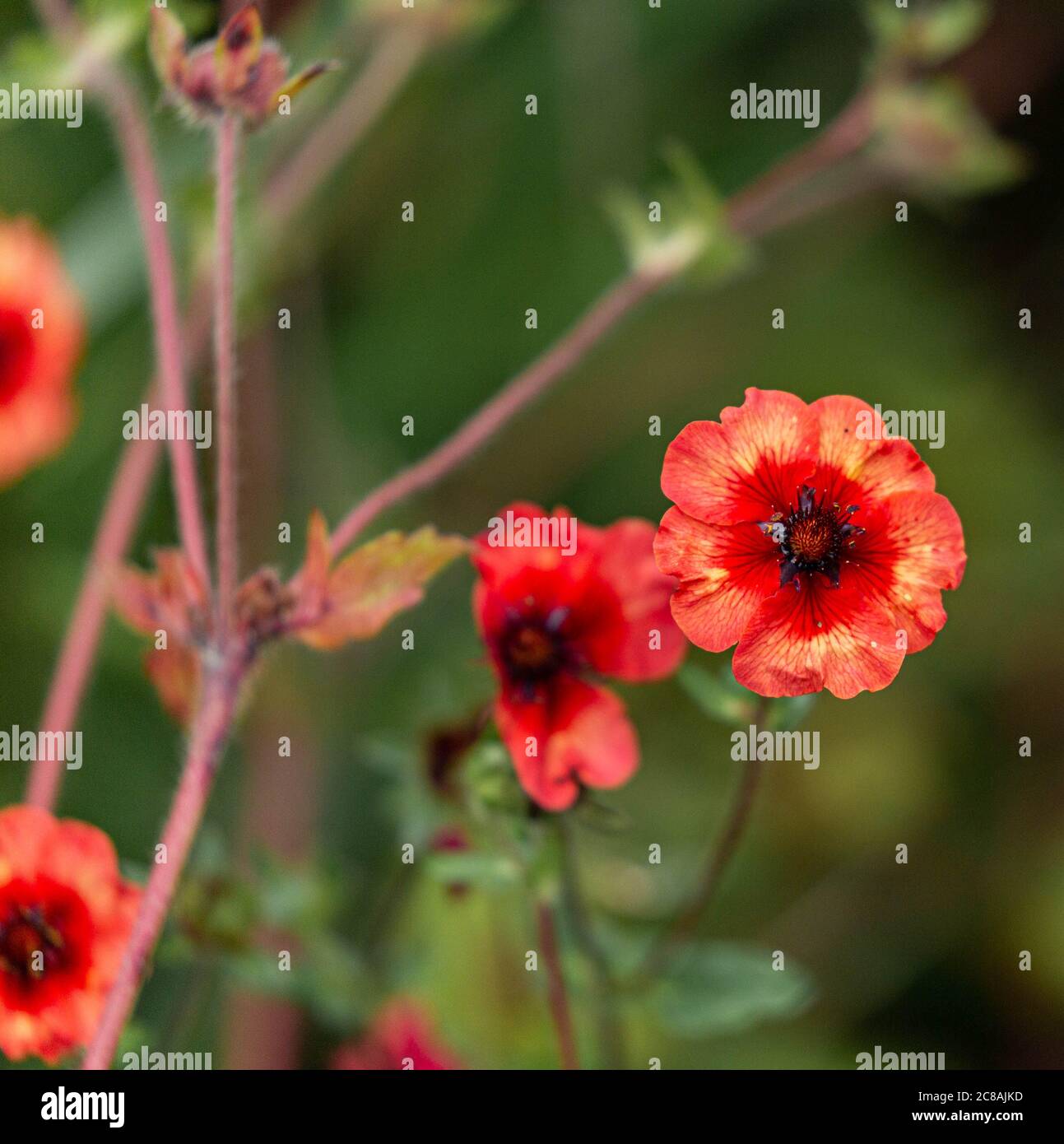 Fiori di Geum (avens) in estate. Foto Stock