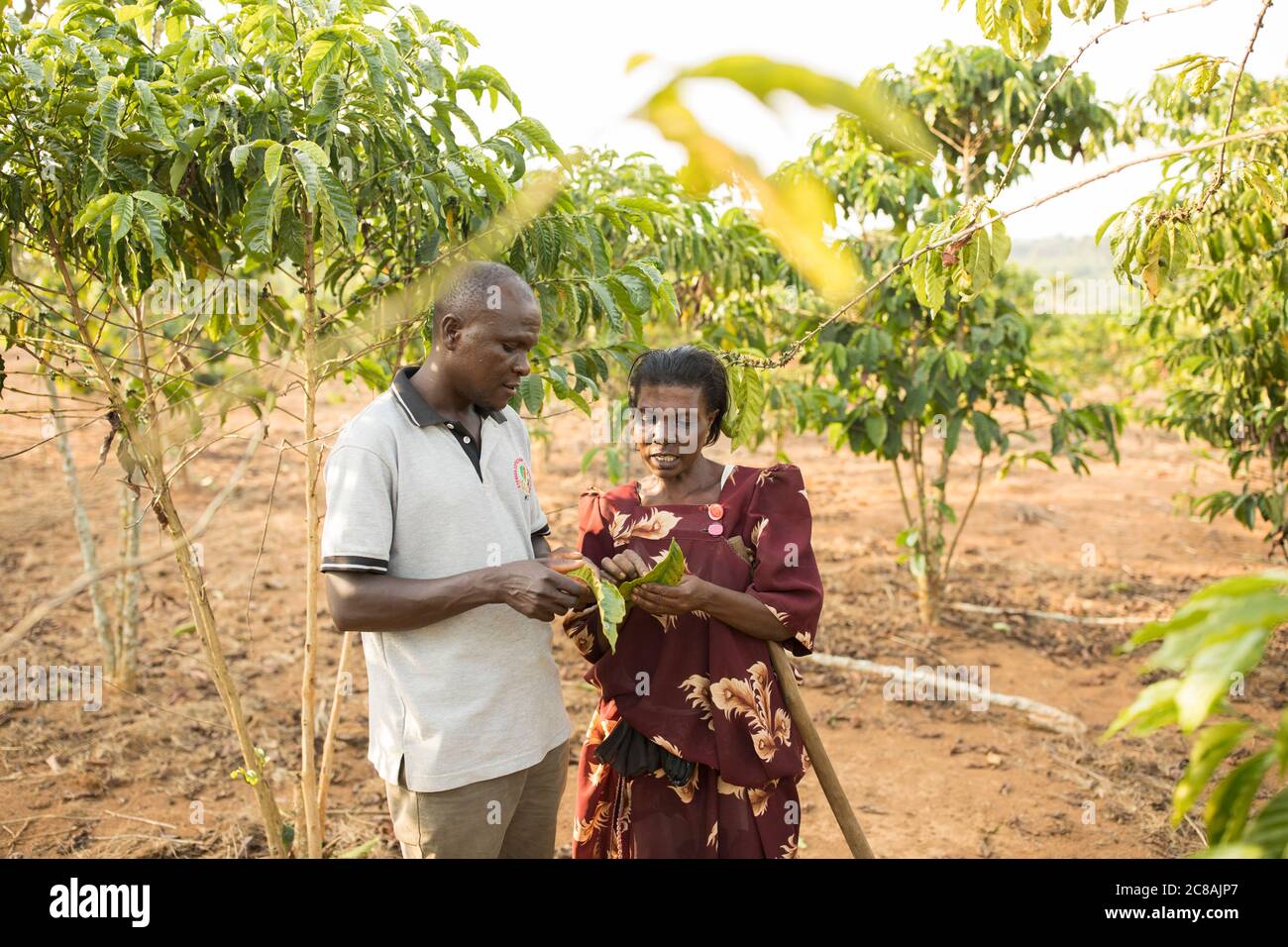 Un agente dei servizi di estensione agricola fornisce consulenza agricola a una piccola azienda agricola che produce caffè nel distretto di Masaka, Uganda, Africa orientale. Foto Stock