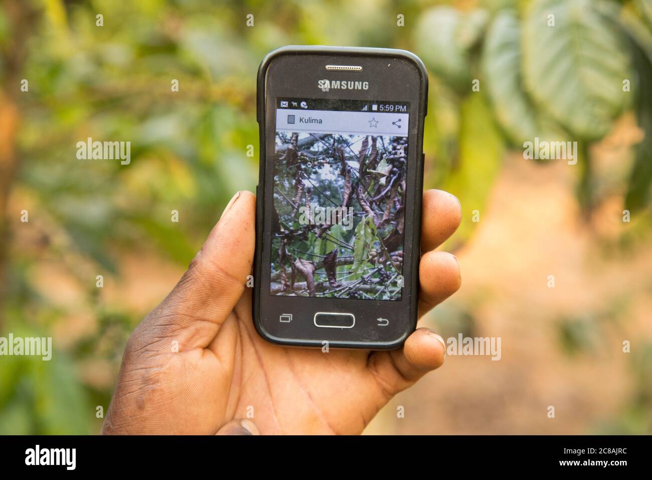 Gli smartphone con l'applicazione Kulima ('to farm') aiutano gli agricoltori ad aumentare la produzione, diagnosticare le malattie dei raccolti e accedere ai mercati - Uganda, Africa. Foto Stock