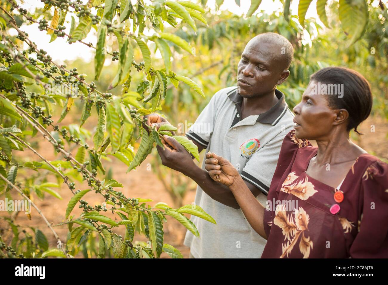 L'Agente per le imprese del villaggio James Kabiito (35, l) fornisce servizi di estensione a Gertrude Nalukwago (50, r) nella sua fattoria di caffè nel distretto di Masaka, Uganda Foto Stock