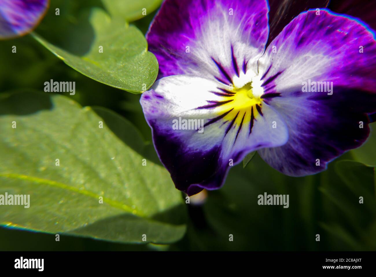 Primo piano di un fiore con petali viola Foto Stock