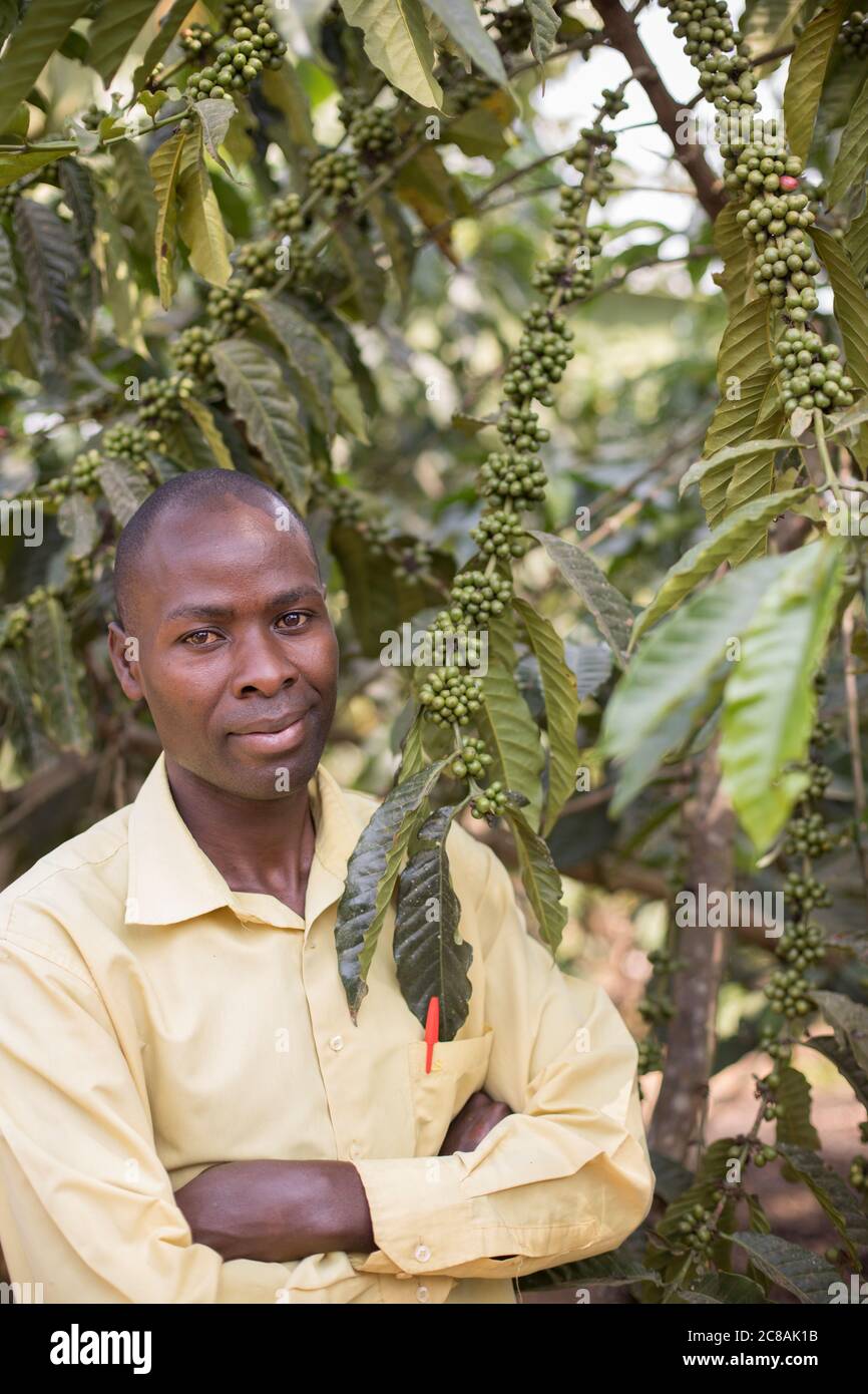 Un coltivatore di caffè commerciale si trova accanto a un albero di caffè pieno di ciliegie di caffè nel distretto di Rakai, Uganda, Africa orientale. Foto Stock