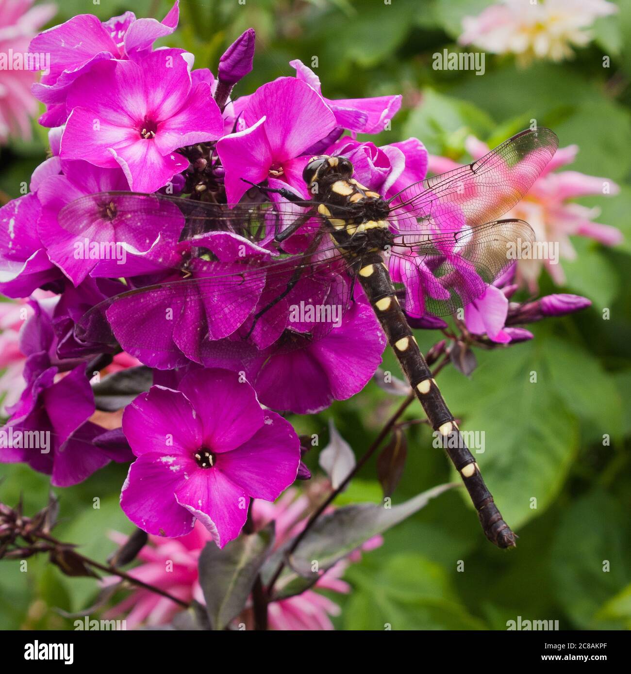 Uropetala Carovei Dragonfly, endemica della Nuova Zelanda Foto Stock