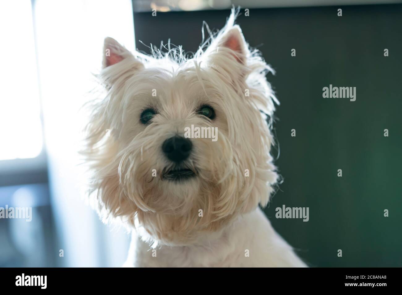 Carino cane che ti guarda dritto. Foto Stock