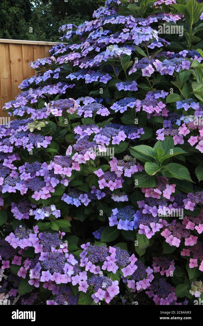 Hydrangea macrophylla 'Blue Wave', Hydrangea 'Mariesii Perfecta' Foto Stock
