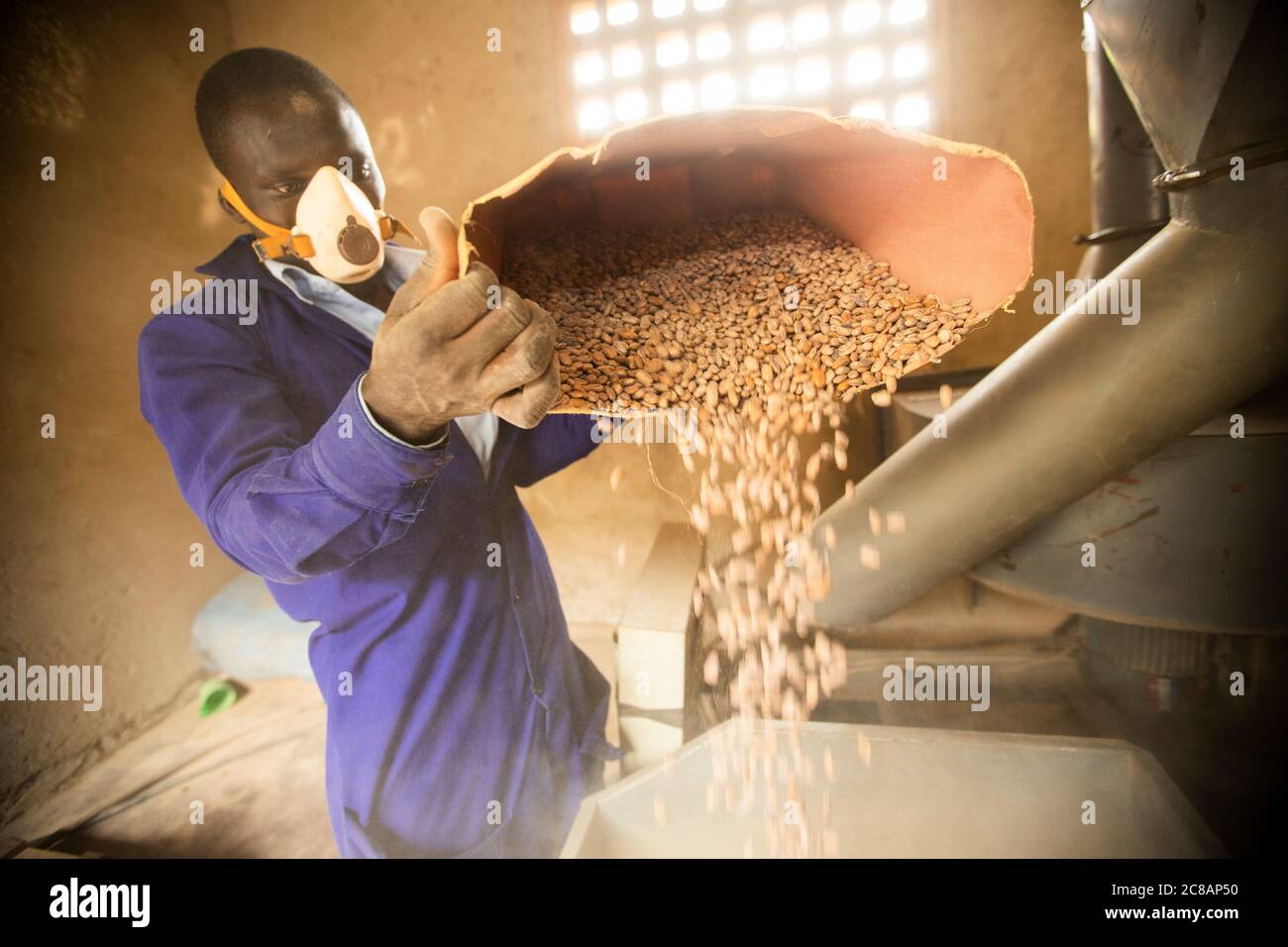 Un lavoratore versa i fagioli secchi in una macchina di raffinazione, che pulisce automaticamente polvere, detriti e pula da un raccolto commerciale di fagioli a Masaka, Uganda. Foto Stock