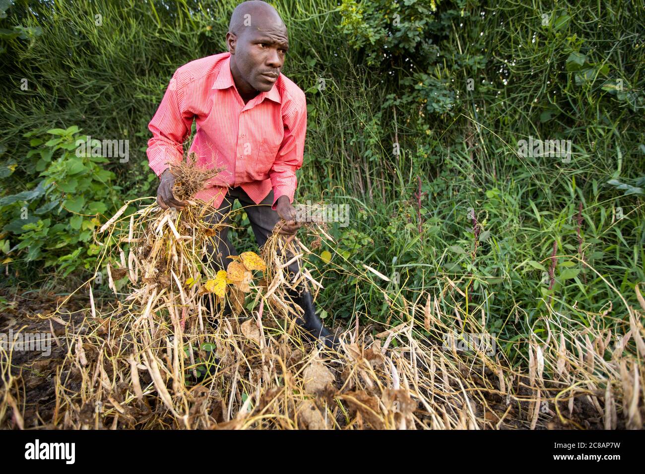 Un piccolo agricoltore maschio giovane raccoglie i baccelli di fagioli nella sua fattoria nel distretto di Lyantonde, Uganda, Africa orientale. Foto Stock