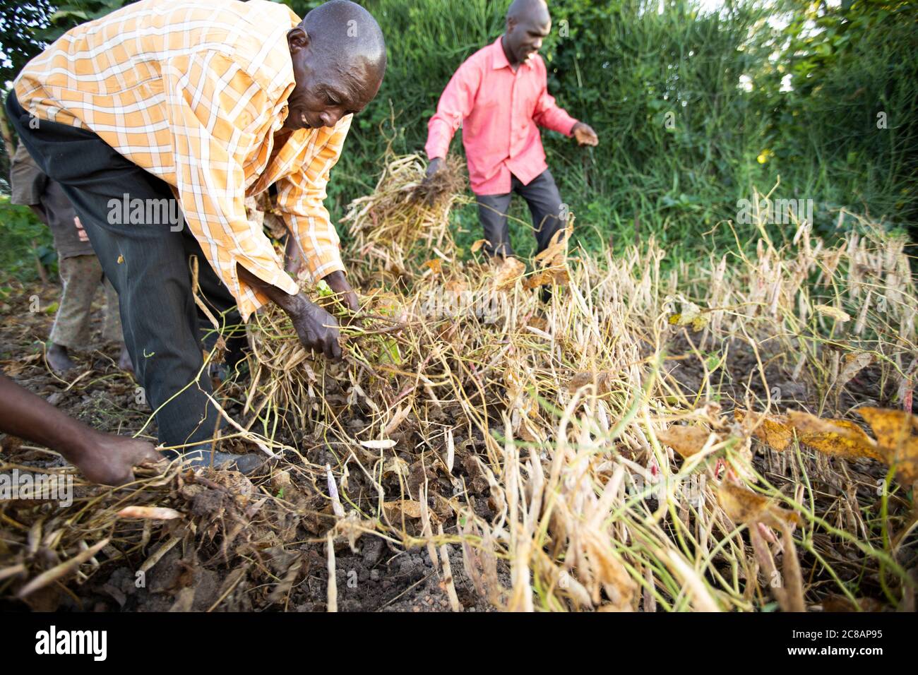 Gli agricoltori raccolgono il loro raccolto di fagioli insieme in mezzo alla splendida posizione collinare del distretto di Lyantonde, Uganda, Africa orientale. Foto Stock