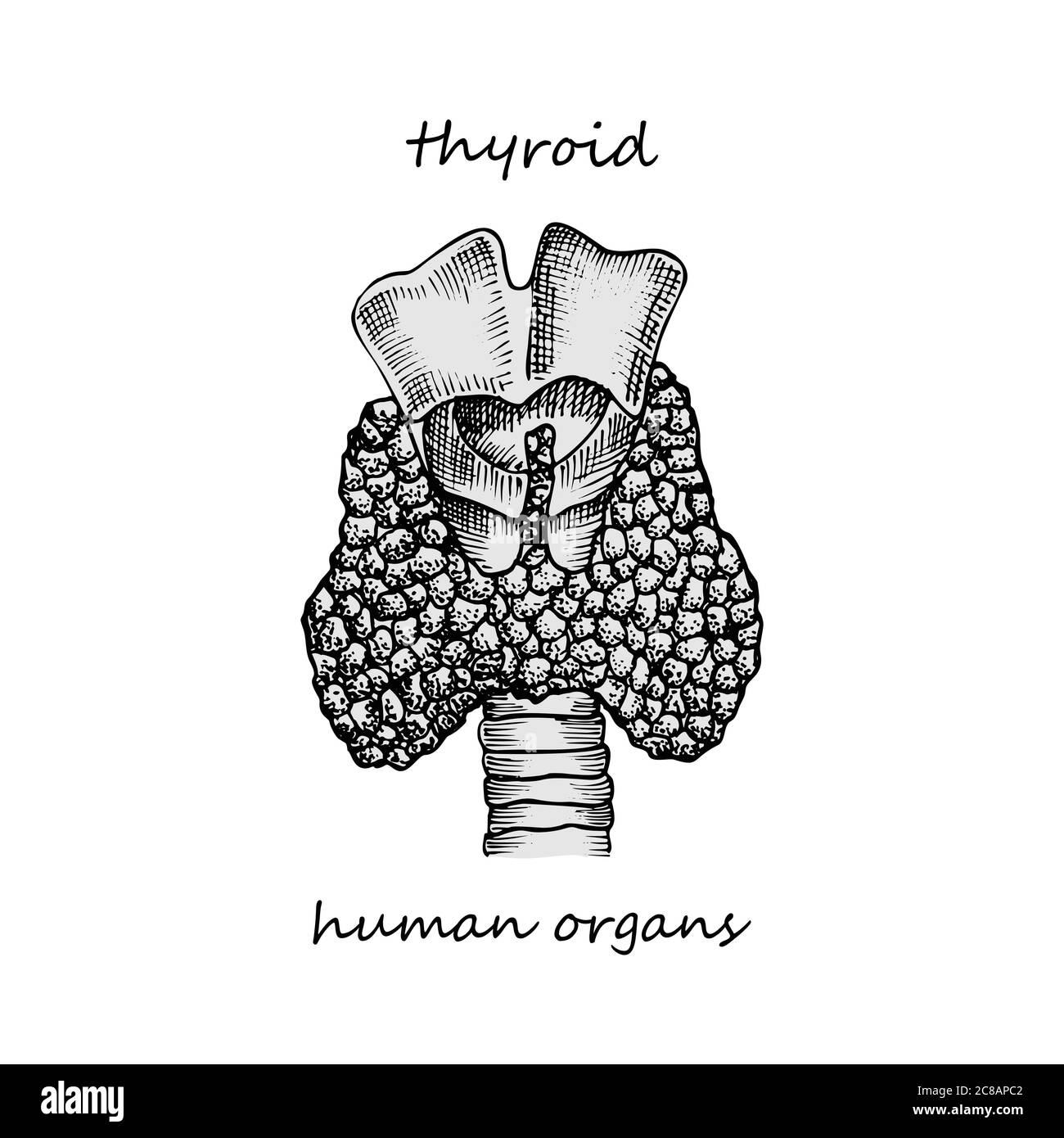 Struttura e parti della tiroide. Icona disegnata a mano isolata su sfondo bianco organi interni umani incisione di uno schizzo stile Design per progetto medico Illustrazione Vettoriale
