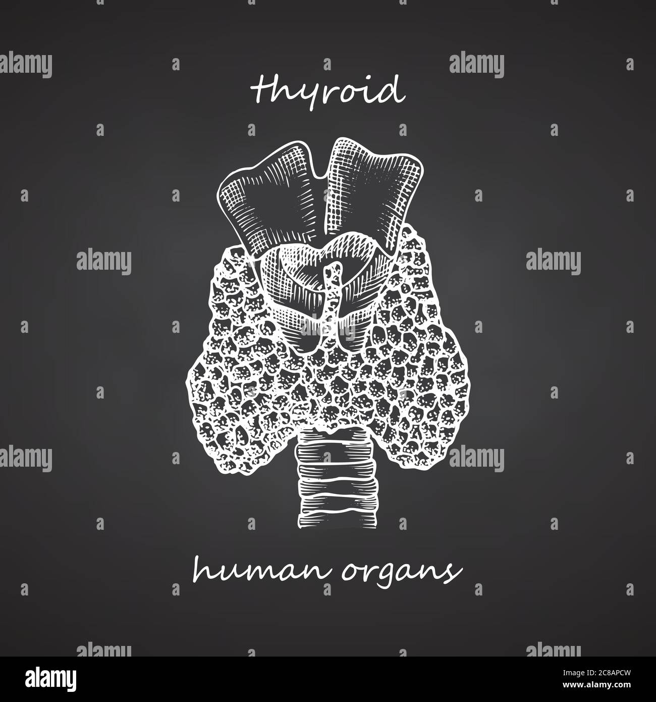 Struttura e parti della tiroide. Icona disegnata a mano isolata su sfondo nero lavagna organi interni umani. Disegno stile di schizzo per Illustrazione Vettoriale