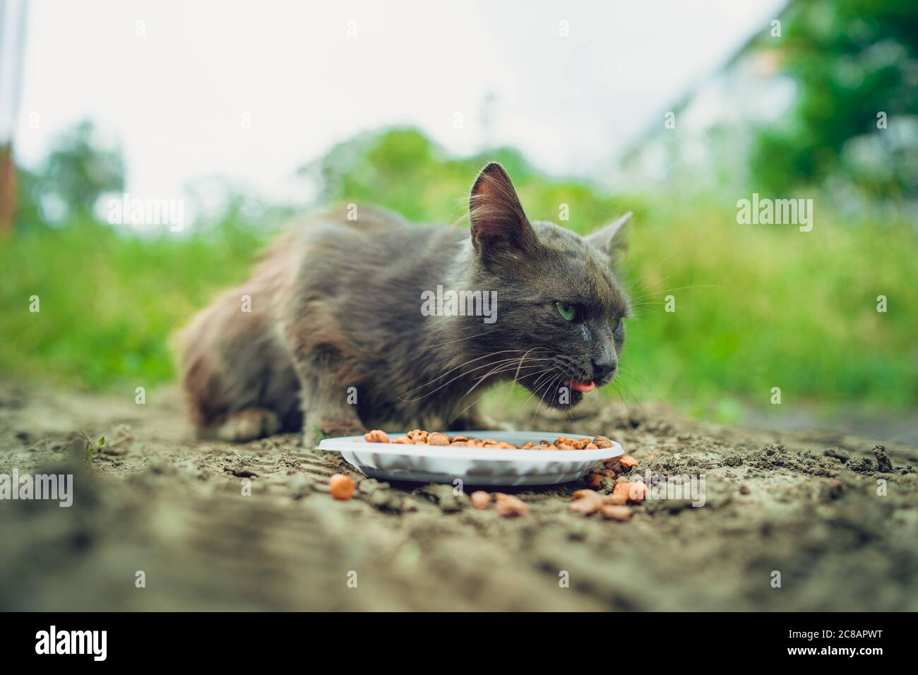 Il pussycat senza tetto mangia cibo secco dal piatto sulla strada. Primo piano di gatto randagio che mangia cibo utile per animali domestici. Concetto di cura degli animali. Foto Stock