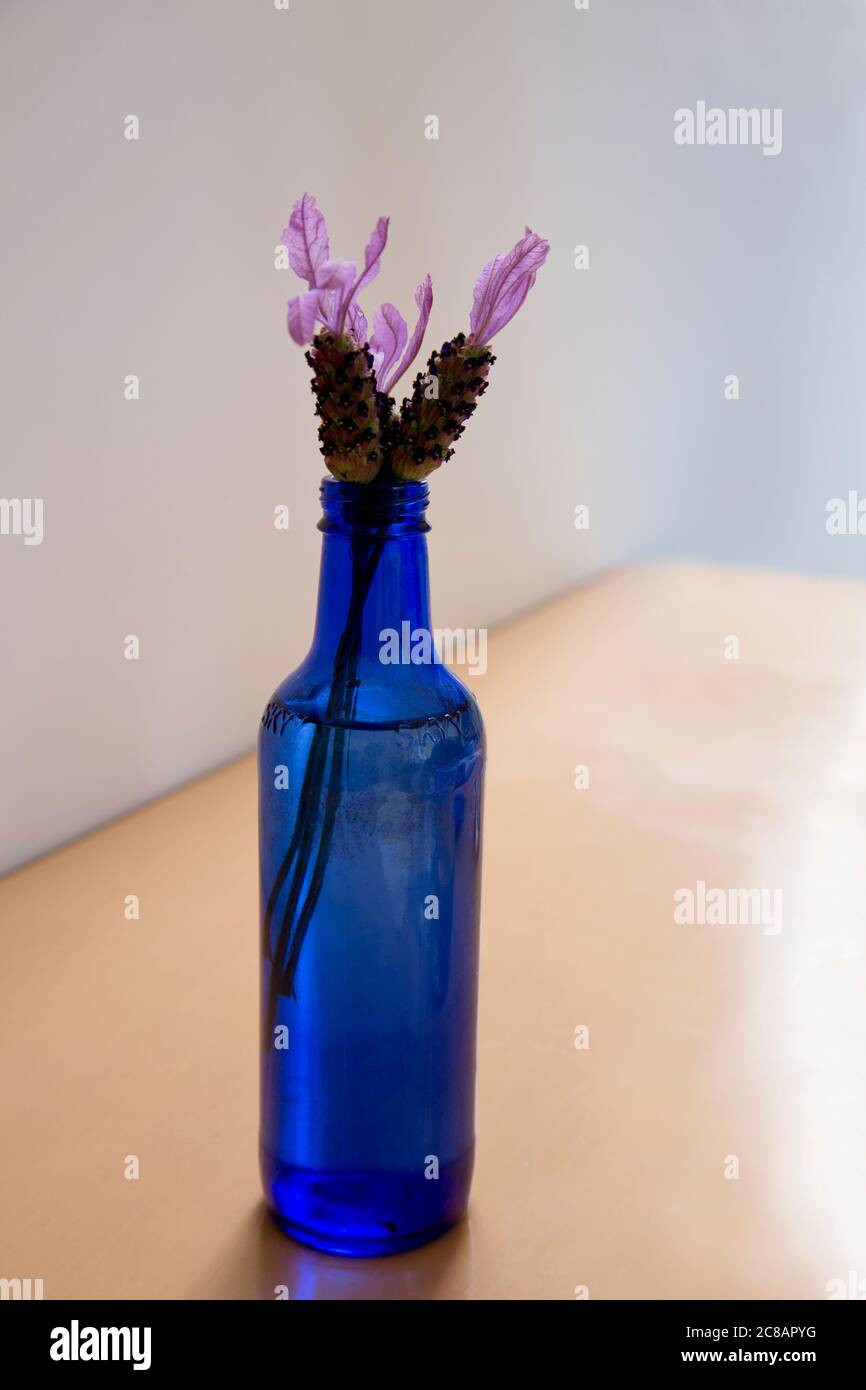 Bottiglia blu trasparente riciclata come semplice vaso per fiori raccolti e collocato su tavolo di legno chiaro con parete blu in foto di natura morta. Foto Stock