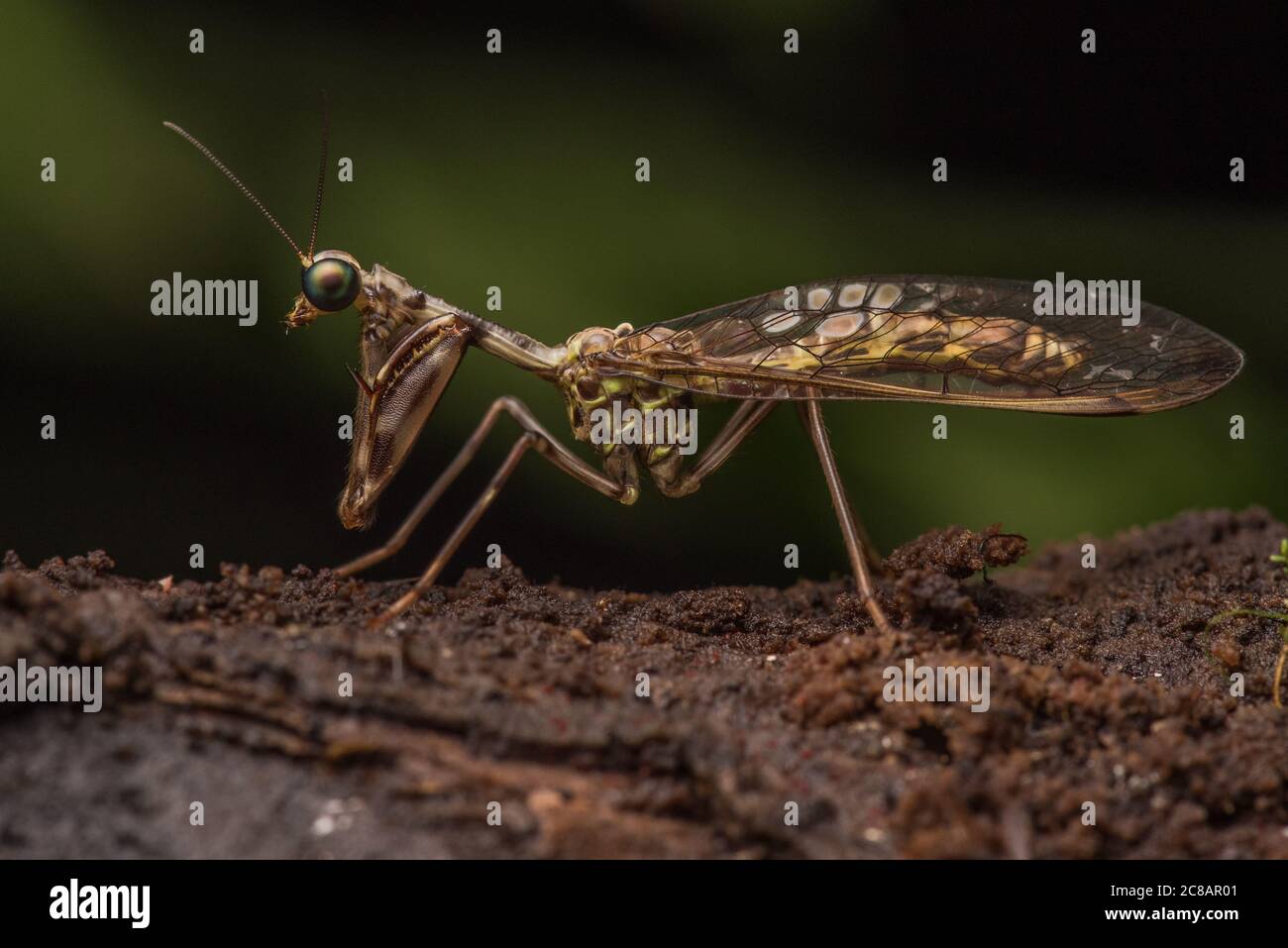 Un mosca della foresta amazzonica in Perù. Foto Stock