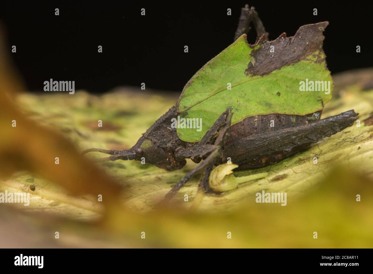 Un katydid mimico della foglia assomiglia a una foglia per ingannare i predatori. Foto Stock
