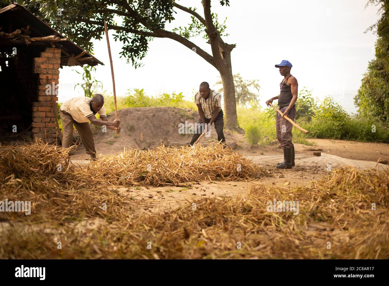 Gli agricoltori trebbiano il loro raccolto di fagioli battendo i bacelli secchi con un grande bastone in tandem uno con l'altro nel distretto rurale di Lyantonde, Uganda, Africa orientale. Foto Stock