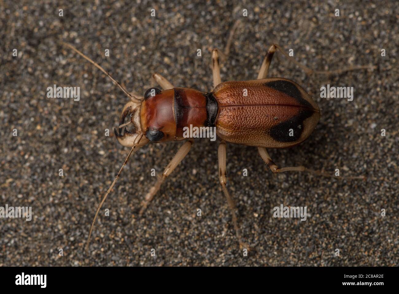 Phaeoxantha klugii, il betle della tigre xantina di Klug, una grande impressionante specie di betle della tigre trovato nel bacino amazzonico del Sudamerica. Foto Stock