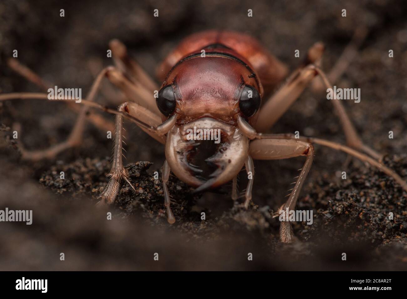 Phaeoxantha klugii, il betle della tigre xantina di Klug, una grande impressionante specie di betle della tigre trovato nel bacino amazzonico del Sudamerica. Foto Stock