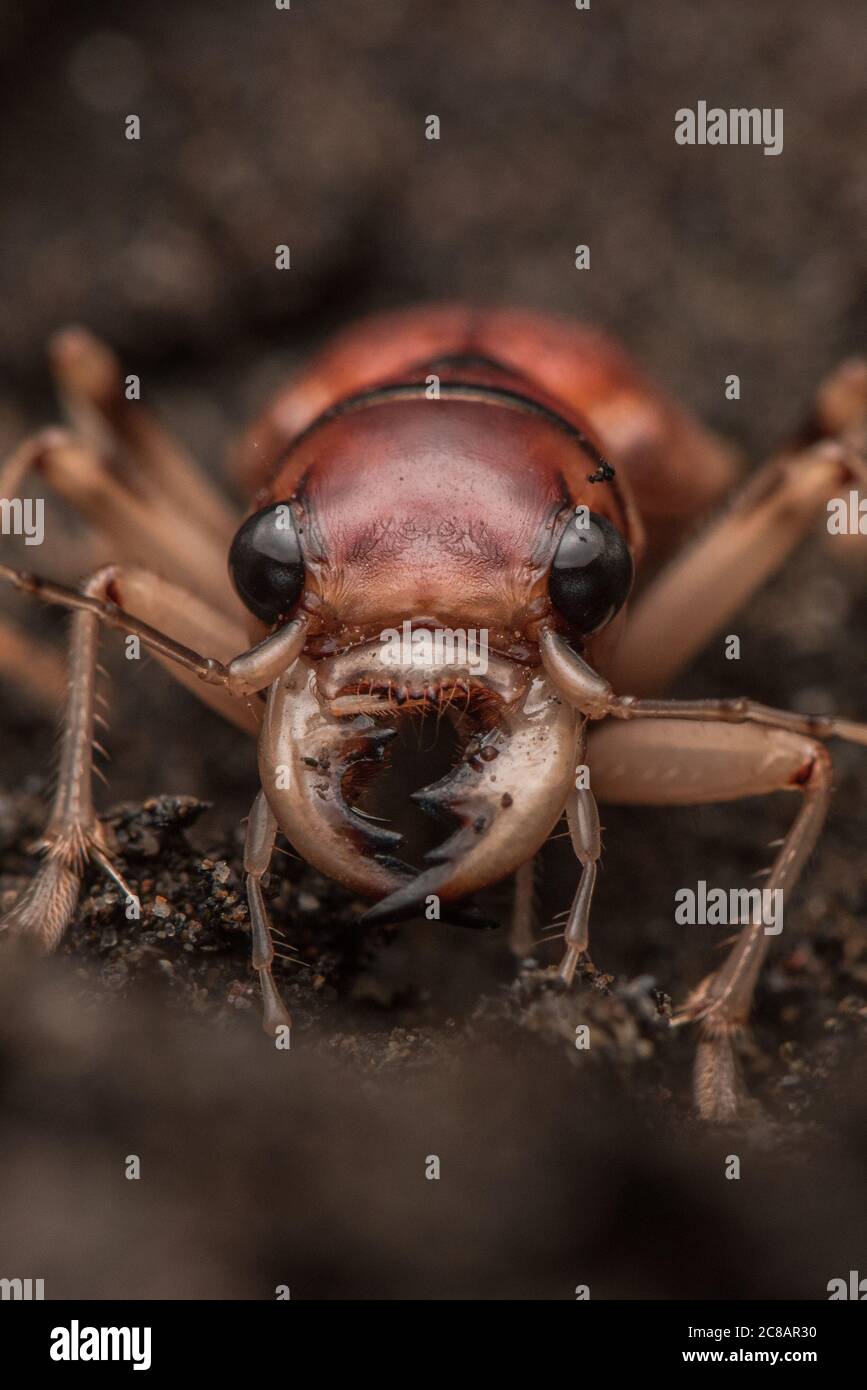 Phaeoxantha klugii, il betle della tigre xantina di Klug, una grande impressionante specie di betle della tigre trovato nel bacino amazzonico del Sudamerica. Foto Stock