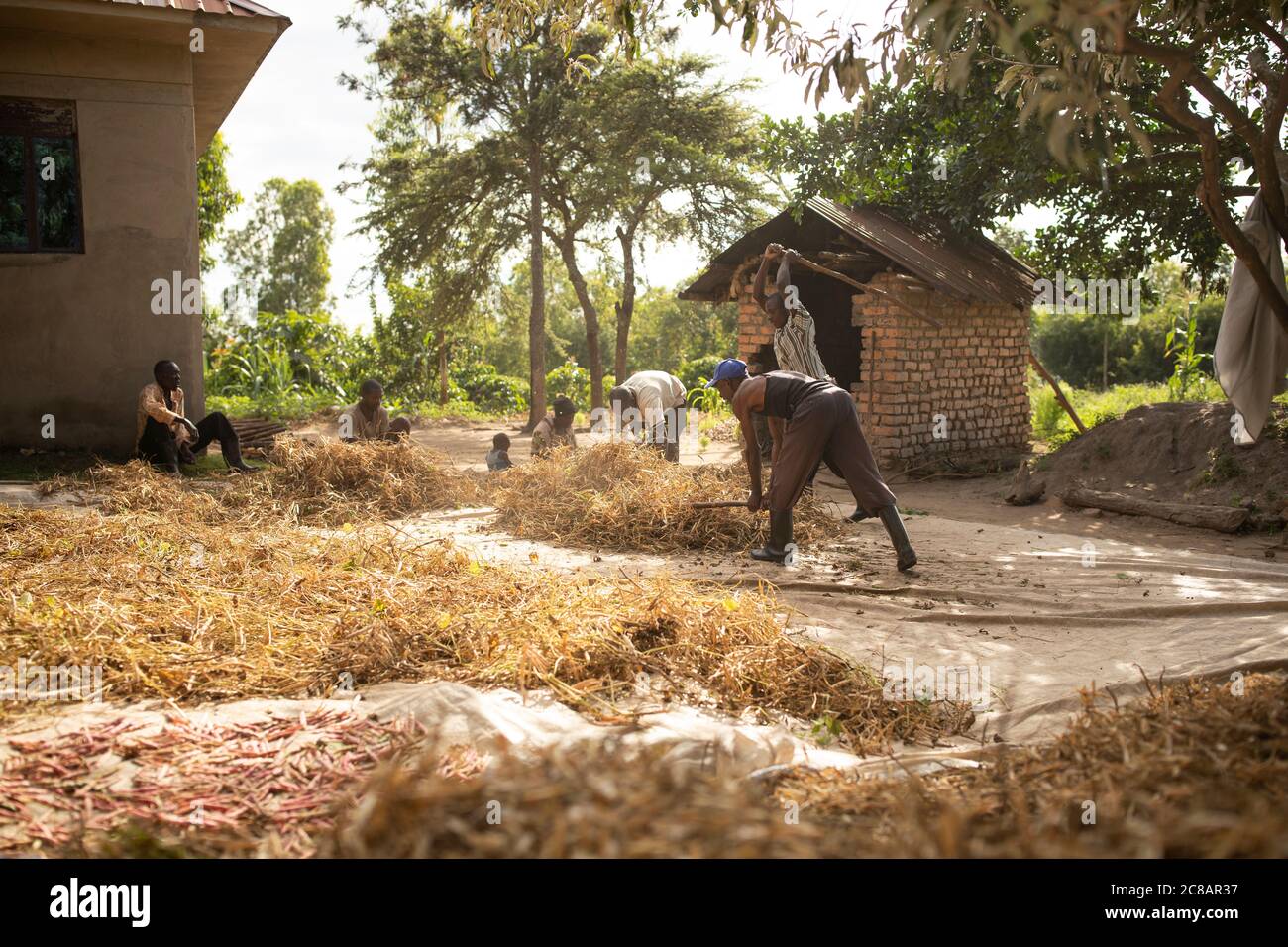 Gli agricoltori trebbiano il loro raccolto di fagioli battendo i bacelli secchi con un grande bastone in tandem uno con l'altro nel distretto rurale di Lyantonde, Uganda, Africa orientale. Foto Stock