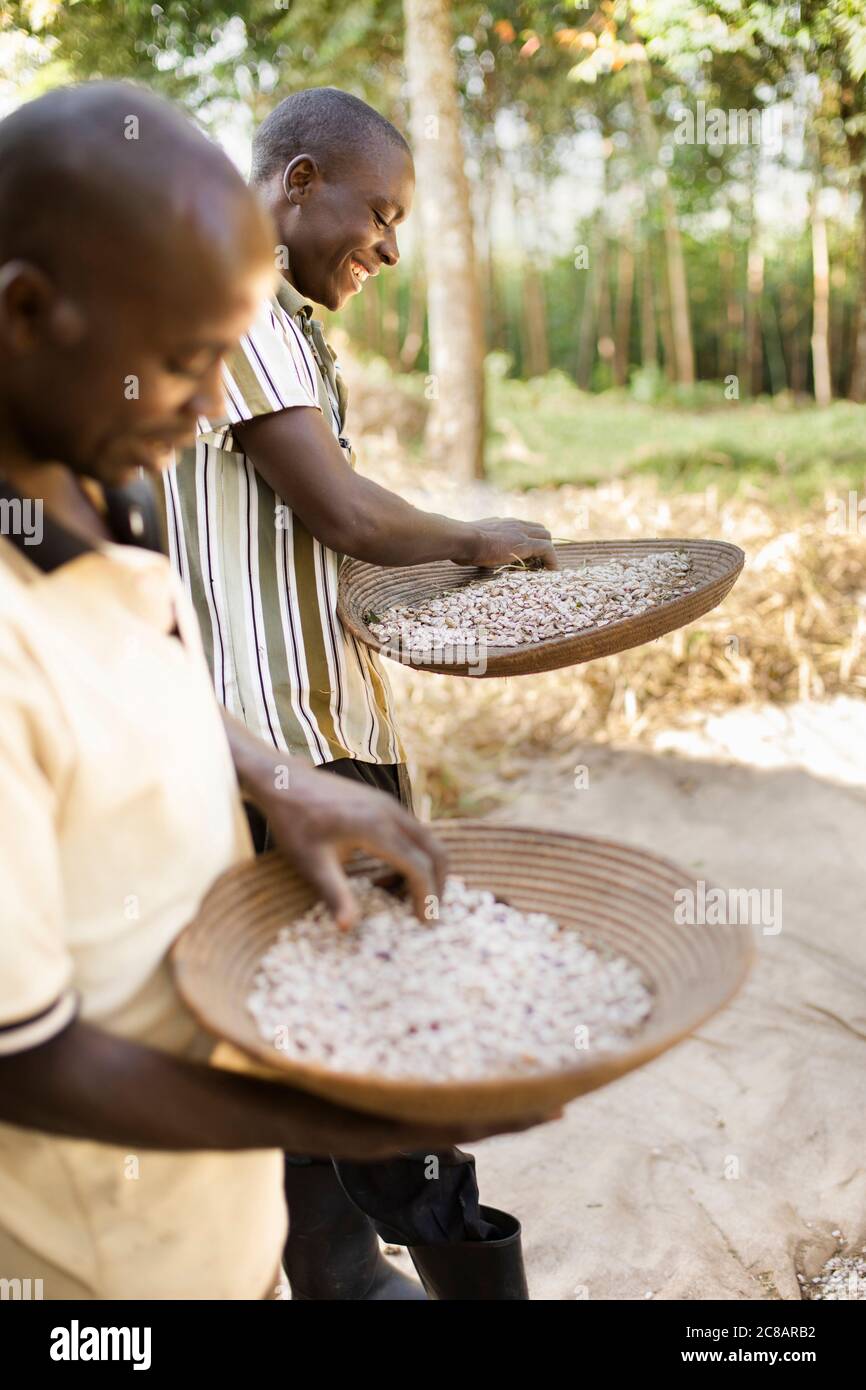 I piccoli agricoltori vinificano ora il loro raccolto di fagioli appena raccolto lasciando il vento soffiare via la pula come i fagioli cadono al cestino - Uganda, Africa. Foto Stock