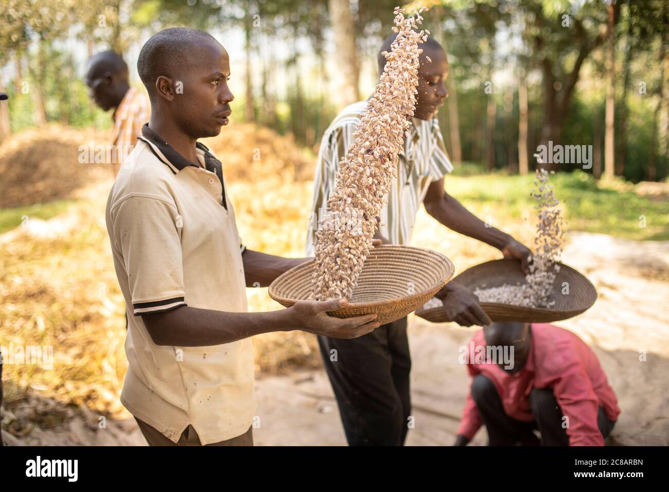 I piccoli agricoltori vinificano ora il loro raccolto di fagioli appena raccolto lasciando il vento soffiare via la pula come i fagioli cadono al cestino - Uganda, Africa. Foto Stock