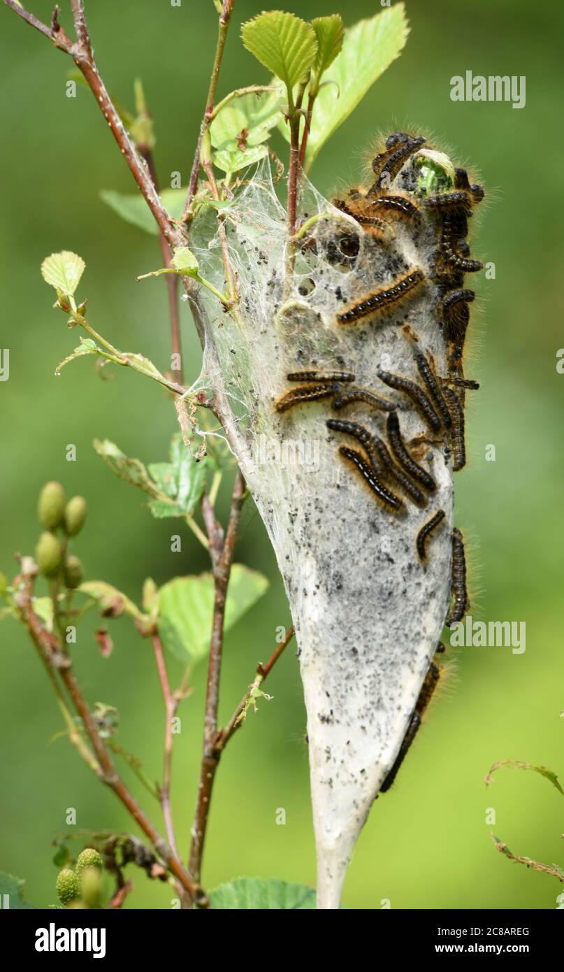 I caterpillars della tenda occidentale (Malacosoma califernicum) le larve strisciano sopra la loro tenda come riparo di fotoricettore su un albero dell'ontano vicino probabile, Columbia britannica, può Foto Stock