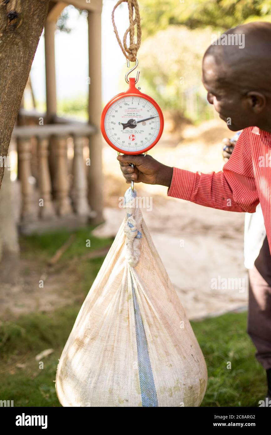 I piccoli agricoltori pesano un sacco di fagioli prima di essere venduti ad un acquirente di merci nel distretto di Lyantonde, Uganda, Africa orientale. Foto Stock