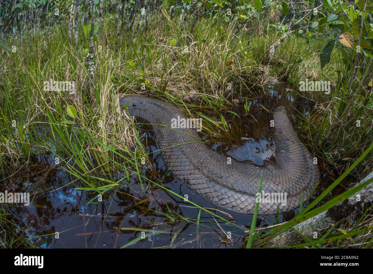 Un enorme anaconda verde femminile (Eunectes murinus) tra l'erba alta in una zona umida nell'Amazzonia peruviana. Foto Stock