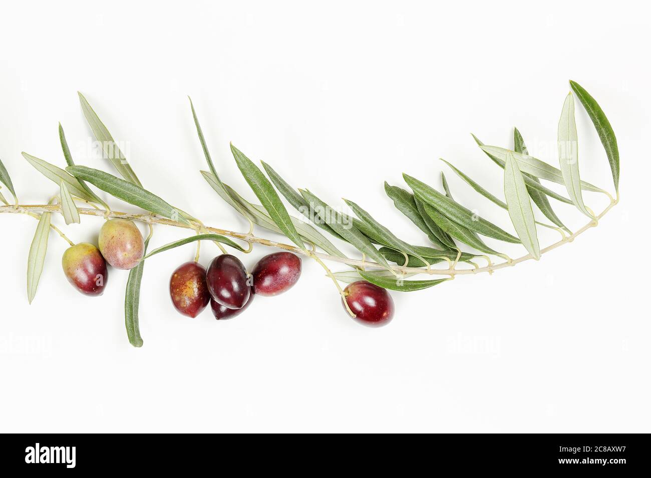olio di oliva ramoscello con olive su bianco Foto Stock